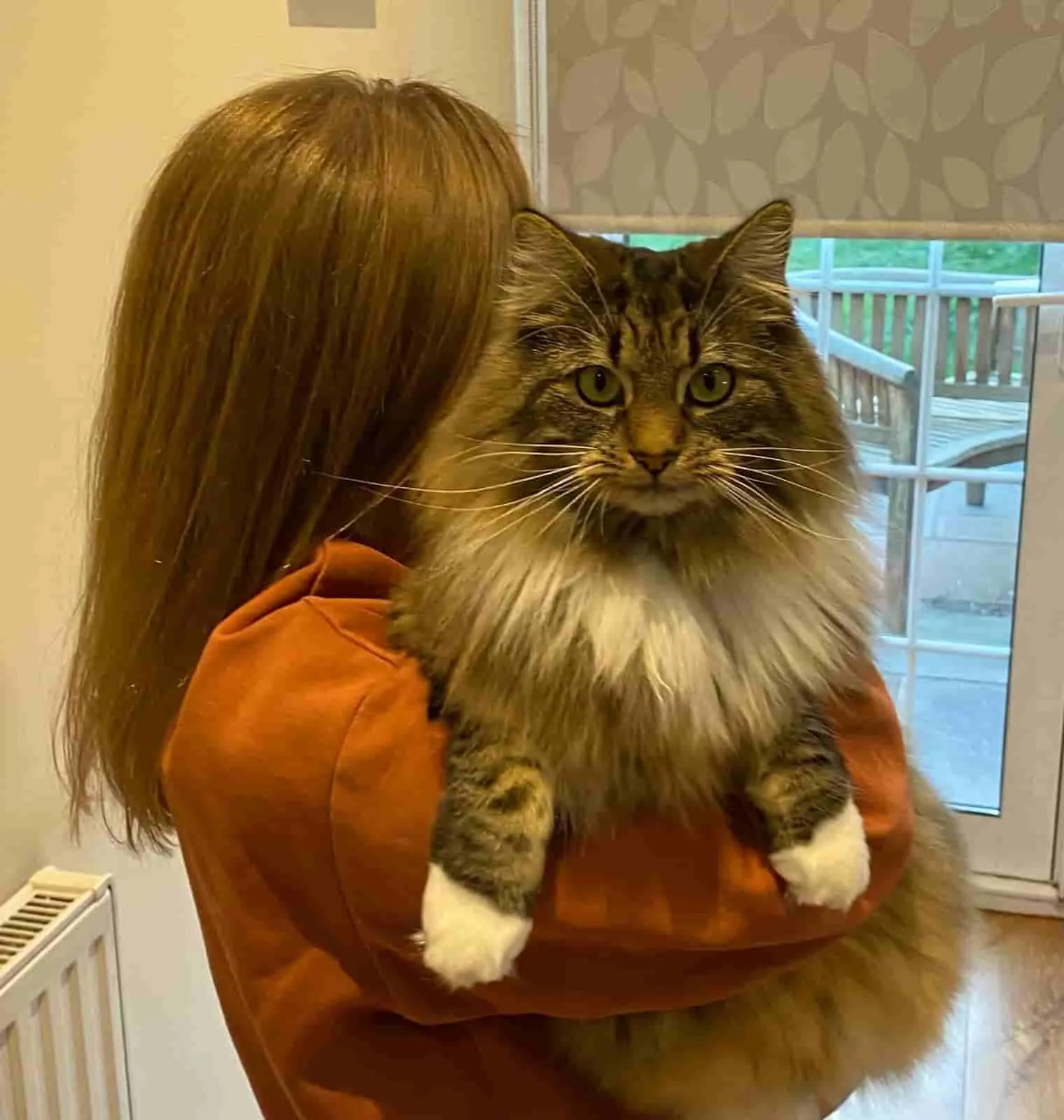 Zoe holding a beautiful fluffy cat