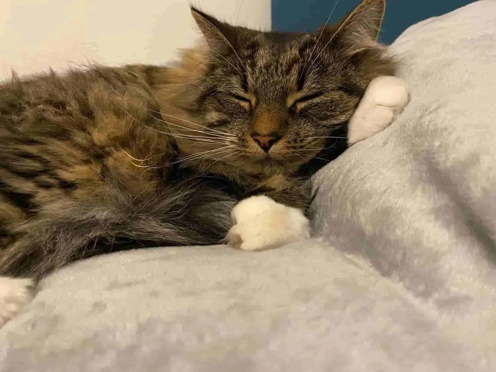 Sleepy cat named Lily