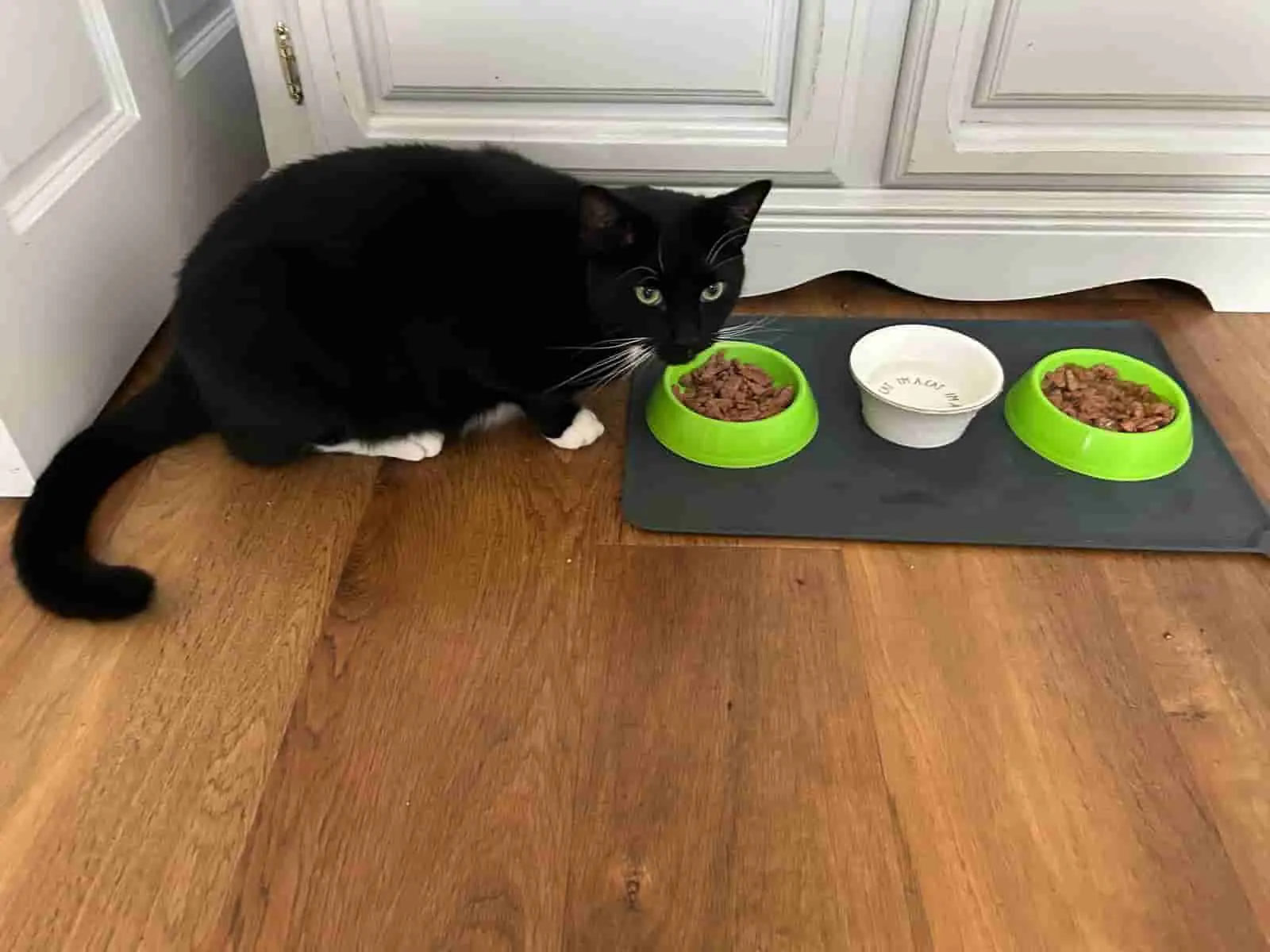 Black cat named Sooty with food bowls