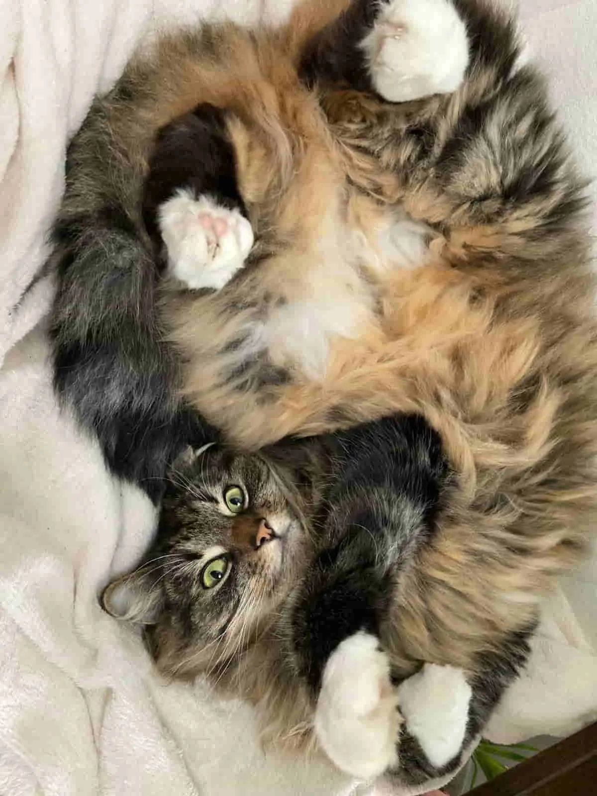 Beautiful cat named Lily