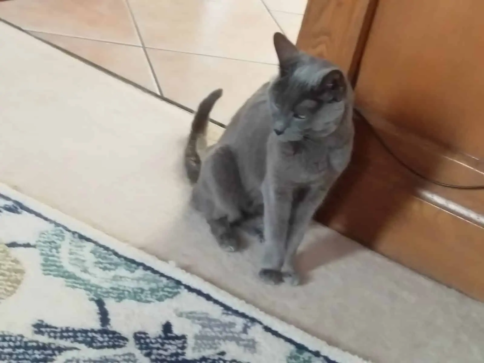 Beautiful grey cat named Lisa