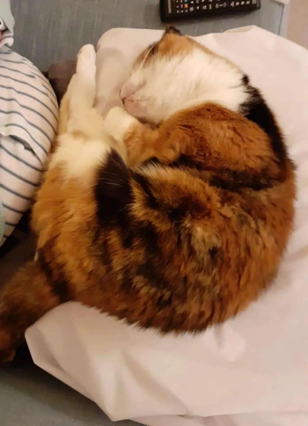 Beautiful cat named Neli