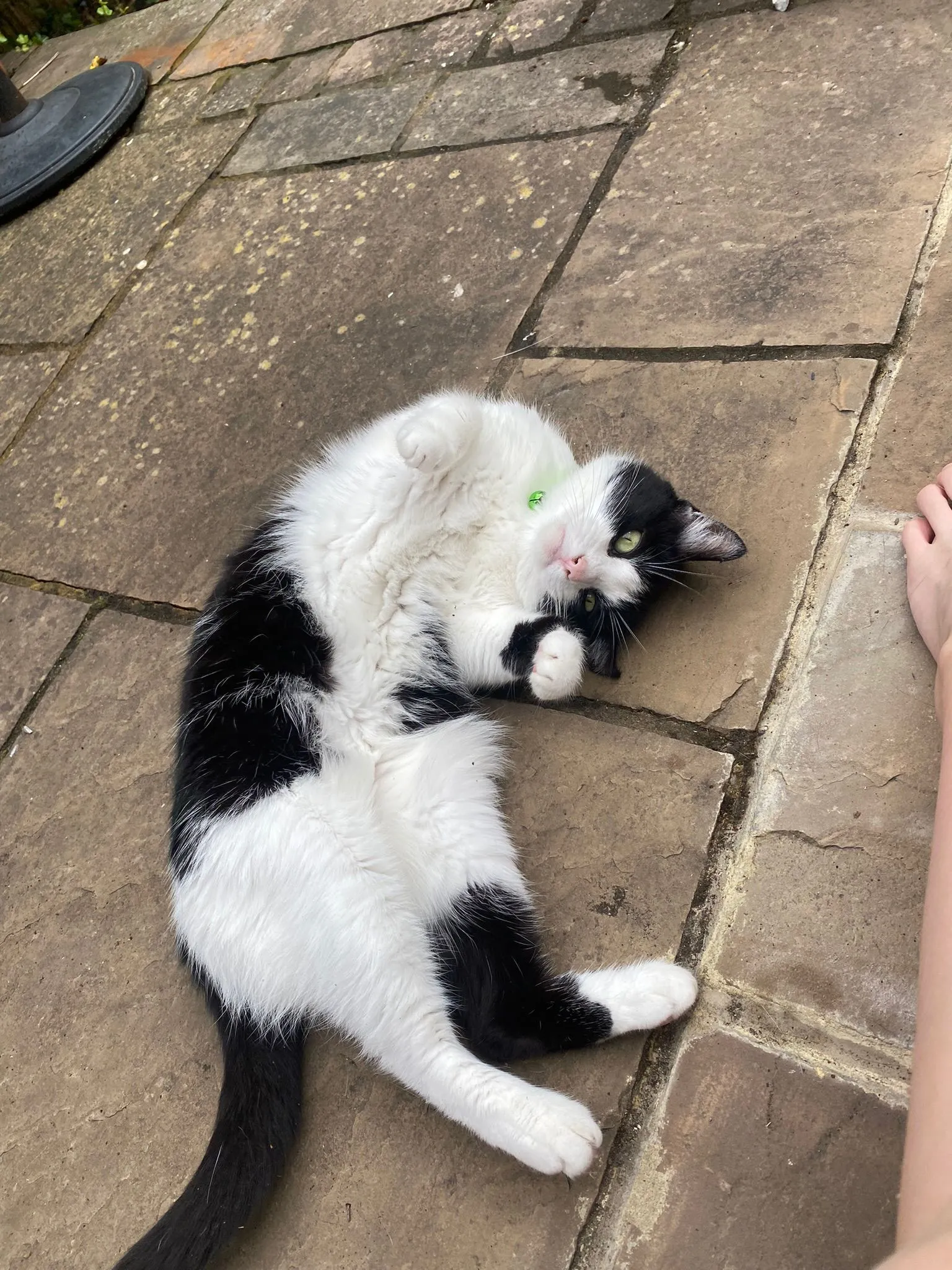 Beautiful cat named Boo